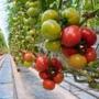 Last month, Backyard Farms had to destroy its entire crop of 420,000 tomato plants due to an infestation of whiteflies.